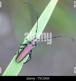 Die Käfer, Aromia moschata Moschus, ein Longhorn beetle aus Finnland Stockfoto