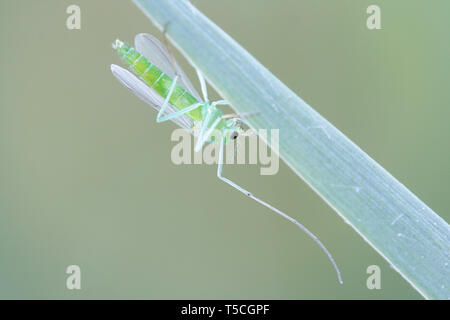 Weibliche Chironomidae, gemeinhin als chironomid, nonbiting Midge, oder den See fliegen bekannt Stockfoto