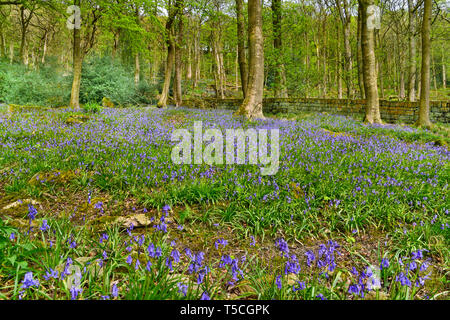 Bluebells, Frühjahr Holz, Hardcastle Crags, Hebden Bridge, Calderdale, West Yorkshire Stockfoto