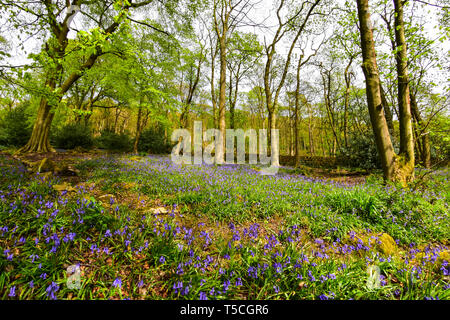 Bluebells, Frühjahr Holz, Hardcastle Crags, Hebden Bridge, Calderdale, West Yorkshire Stockfoto