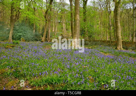 Bluebells, Frühjahr Holz, Hardcastle Crags, Hebden Bridge, Calderdale, West Yorkshire Stockfoto