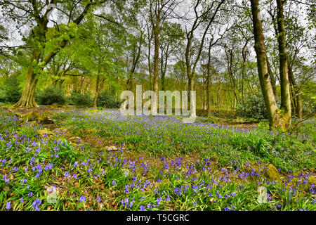 Bluebells, Frühjahr Holz, Hardcastle Crags, Hebden Bridge, Calderdale, West Yorkshire Stockfoto