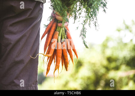 Bio-Gemüse. Gesunde Ernährung. Frische Bio-Karotten in Händen der Bauern Stockfoto