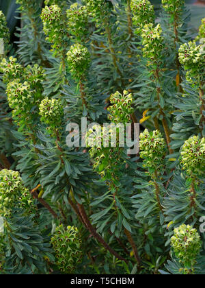 Euphorbia Characias "Portugiesisch Velvet" Stockfoto