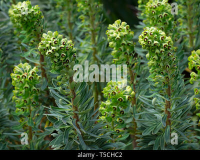 Euphorbia Characias "Portugiesisch Velvet" Stockfoto