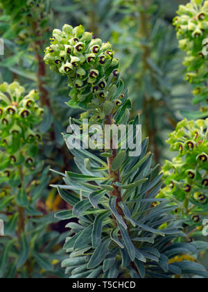 Euphorbia Characias "Portugiesisch Velvet" Stockfoto