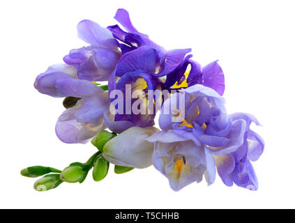 Frische Blumen freesie Stockfoto