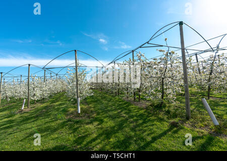 Horizontale Ansicht der Zeilen der blühenden niedrig-stem Apple Bäume in einem Obstgarten mit hellen, weißen Blüten unter einem klaren blauen Himmel Stockfoto