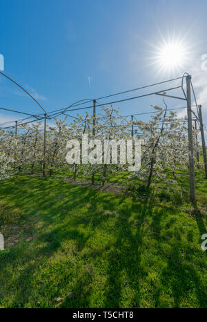 Vertikale Ansicht von Zeilen der blühenden niedrig-stem Apple Bäume in einem Obstgarten mit hellen, weißen Blüten mit der Sonne Stockfoto