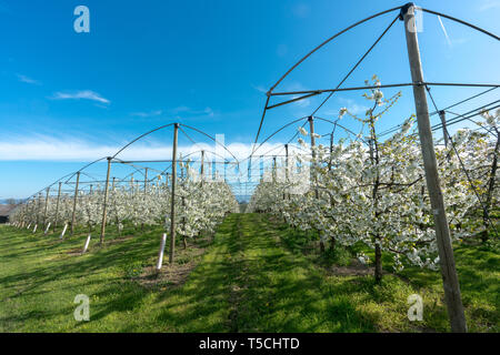 Horizontale Ansicht der Zeilen der blühenden niedrig-stem Apple Bäume in einem Obstgarten mit hellen, weißen Blüten unter einem klaren blauen Himmel Stockfoto