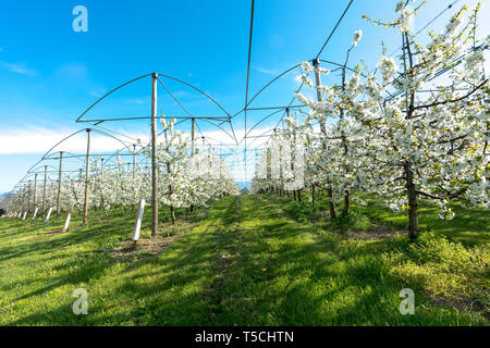 Horizontale Ansicht der Zeilen der blühenden niedrig-stem Apple Bäume in einem Obstgarten mit hellen, weißen Blüten unter einem klaren blauen Himmel Stockfoto