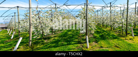 Horizontale Ansicht der Zeilen der blühenden niedrig-stem Apple Bäume in einem Obstgarten mit hellen, weißen Blüten unter einem klaren blauen Himmel Stockfoto