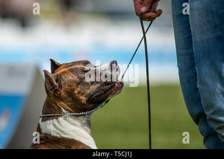 Brindle Amstaff mit kupierten Ohren sucht, während an der Leine Stockfoto