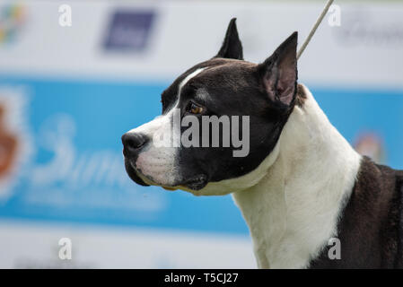 Portrait der Kopf eines Schwarzen und Weißen amstaff mit kupierten Ohren Stockfoto