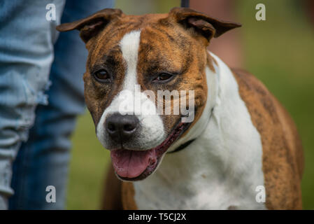 Kopf Portrait eines American staffordhire Terrier, gestromt und mit intakten Ohren Stockfoto