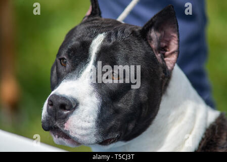 Portrait der Kopf eines Schwarzen und Weißen amstaff mit kupierten Ohren Stockfoto
