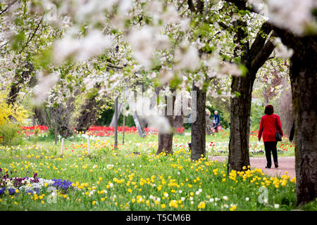 Berlin, Deutschland. 23 Apr, 2019. Eine Frau geht für einen Spaziergang in den blühenden Britzer Garten. Credit: Christoph Soeder/dpa/Alamy leben Nachrichten Stockfoto