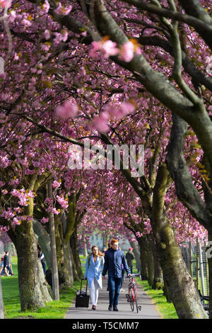 Edinburgh, Schottland, Großbritannien. 23 Apr, 2019. Mit Kirschblüten in voller Blüte an Bäumen in der Meadows Park im Süden der Stadt, in der Nähe der Edinburgh University und der Öffentlichkeit genießen Sie die Blüten und schönem Wetter. Credit: Iain Masterton/Alamy leben Nachrichten Stockfoto