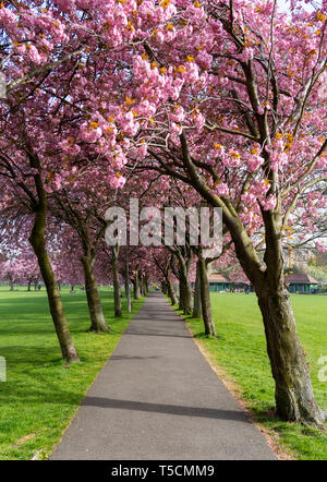 Edinburgh, Schottland, Großbritannien. 23 Apr, 2019. Mit Kirschblüten in voller Blüte an Bäumen in der Meadows Park im Süden der Stadt, in der Nähe der Edinburgh University und der Öffentlichkeit genießen Sie die Blüten und schönem Wetter. Credit: Iain Masterton/Alamy leben Nachrichten Stockfoto