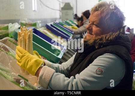 17. April 2019, Sachsen, Spargel Kyhna: genäht wird gewaschen und durch Polnische Erntehelfer in Kyhna Spargel Bauernhof von Gemüsebau Kyhna KG sortiert. Die Saison für frühlingsgemüse bereits Es begann am 28.03.2019. Foto: Peter Endig/dpa-Zentralbild/ZB Stockfoto