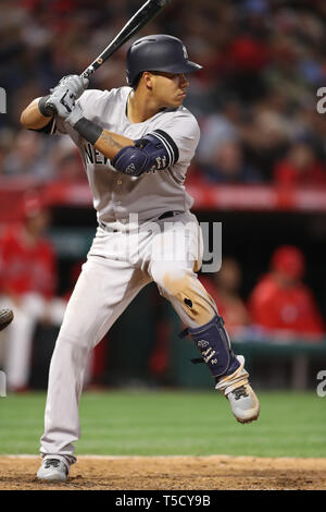 Anaheim, Kalifornien, USA. 23. Apr 2019. New York Yankees shortstop Thairo Estrada (30) Fledermäuse für die Yankees während des Spiels zwischen den New York Yankees und die Los Angeles Engel von Anaheim im Angel Stadium in Anaheim, CA, (Foto von Peter Joneleit, Cal Sport Media) Credit: Cal Sport Media/Alamy leben Nachrichten Stockfoto