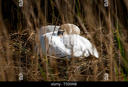 Carrigaline, Cork, Irland. 24. April 2019. Ein Stift Swan zwischen Schilf versteckt, Bebrütet die Eier auf ihrem Nest im Moor auf der Owenabue river außerhalb Carrigaline, Co Cork, Irland. Quelle: David Creedon/Alamy leben Nachrichten Stockfoto