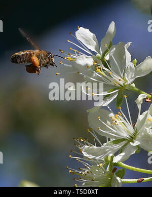 Berlin, Deutschland. 24 Apr, 2019. Eine Biene fliegt in eine Blume einer Pflaume. Quelle: Wolfgang Kumm/dpa/Alamy leben Nachrichten Stockfoto