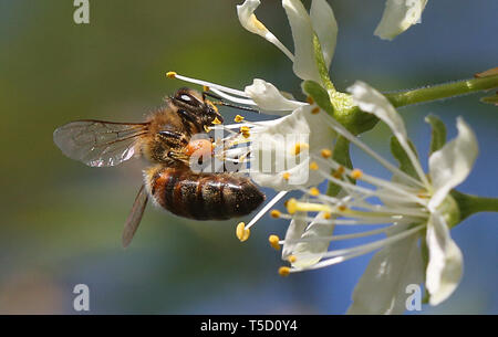 Berlin, Deutschland. 24 Apr, 2019. Eine Biene sitzt auf der Blüte einer Pflaume. Quelle: Wolfgang Kumm/dpa/Alamy leben Nachrichten Stockfoto