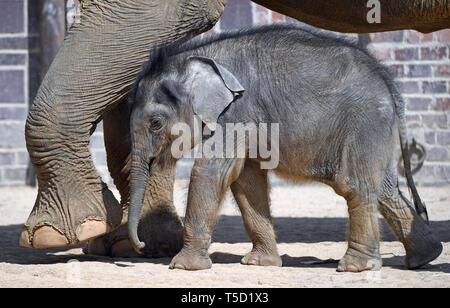 Leipzig, Deutschland. 24 Apr, 2019. Der kleine Stier Elefant ist auf seine Weise mit seiner Tante Don Chung zum Leipziger Zoo bei sommerlichen Temperaturen. Die cop, jetzt genau 3 Monate alt und entwickelt sich gut. Das warme Wetter hat einen positiven Effekt auf die Entwicklung des 128 Kilogramm leichten Indischer Elefant. Er verlässt nun das Elephant House zweimal am Tag und kann im außengehege gesehen werden. Die Dusche von der Betreuer und das Moorbad sind für Flüssigkeitsaufnahme und Körperpflege verwendet. Credit: Hendrik Schmidt/dpa-Zentralbild/dpa/Alamy leben Nachrichten Stockfoto