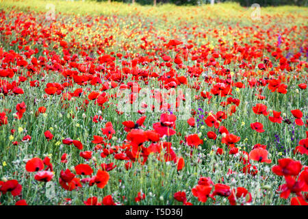 Dynamische Bereich der roten Mohnblumen und wilde Blumen gelb. Selektive konzentrieren. Stockfoto