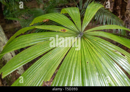 Palm fern im Daintree Regenwald, Daintree National Park, Queensland, Australien Stockfoto