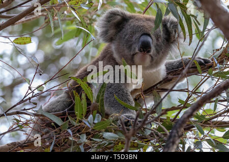 Koala in Eukalyptus Baum gehockt, Flinders Chase National Park, Kangaroo Island, Australien Stockfoto