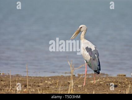 Asian Openbill Stork Stockfoto