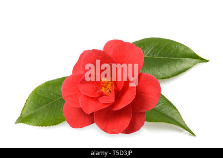 Rot kamelie Blume mit Blättern isoliert auf weißem Stockfoto