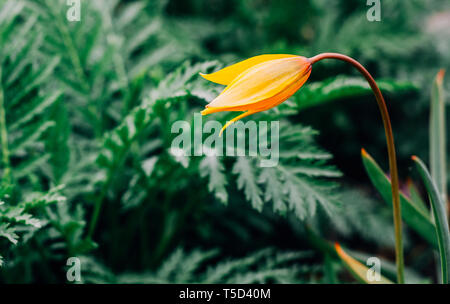 Eine gelbe elegante Wild tulip gegen leuchtend grünen Hintergrund Stockfoto