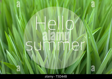 Hallo Sommer Schriftzug. Collage von Vivid Green Grass schönen natürlichen Hintergrund. Stockfoto