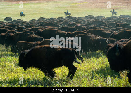 Jährliche Buffalo Roundup im Custer State Park, Black Hills, South Dakota, USA Stockfoto