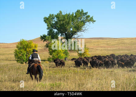 Jährliche Buffalo Roundup im Custer State Park, Black Hills, South Dakota, USA Stockfoto