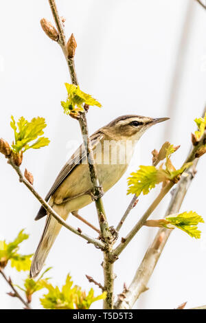 Schilfrohrsänger auf Ynys Hir RSPB Reservat Stockfoto