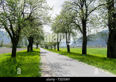 Blühende Obstplantage Bäume An einem Feldweg mit grünen und gelben Blumen Stockfoto