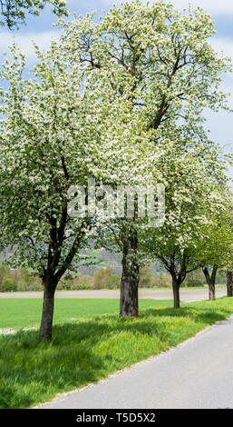 Blühende Obstplantage Bäume An einem Feldweg mit grünen und gelben Blumen Stockfoto