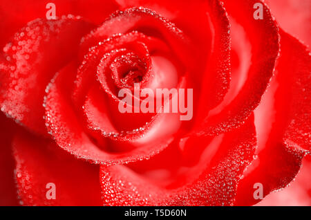 Kaffee- und Hybrid Rosen eine Grad der beliebtesten Blumen. Sehr schöne Rose mit Tautropfen. Close-up. Stockfoto