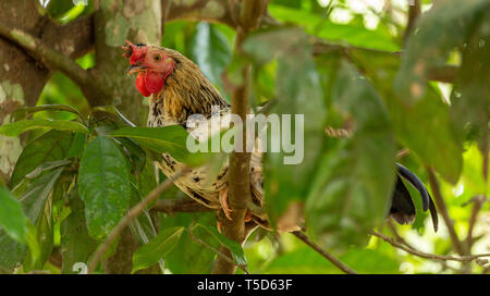 Huhn Nester in einem Baum Stockfoto
