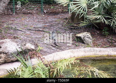 Eine amerikanische Alligator auf Anzeige im Seaworld in Orlando. Stockfoto