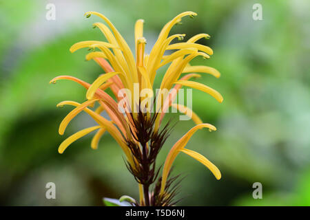 Nahaufnahme von einem gelben jacobinia ("justicia Umbrosa) Blüte in der Blüte Stockfoto