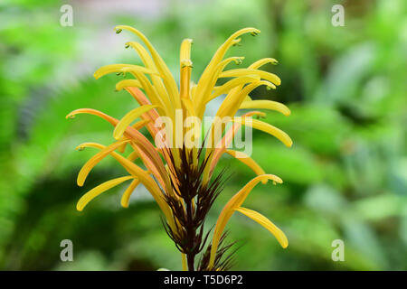 Nahaufnahme von einem gelben jacobinia ("justicia Umbrosa) Blüte in der Blüte Stockfoto