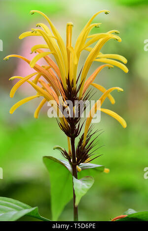 Nahaufnahme von einem gelben jacobinia ("justicia Umbrosa) Blüte in der Blüte Stockfoto