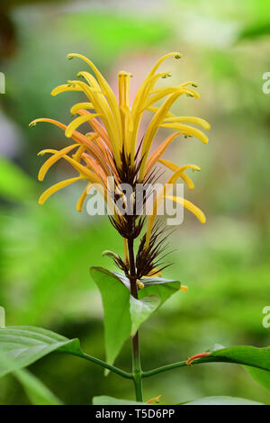 Nahaufnahme von einem gelben jacobinia ("justicia Umbrosa) Blüte in der Blüte Stockfoto