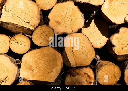 Woodpile von Schneiden Bauholz für Forstwirtschaft Stockfoto