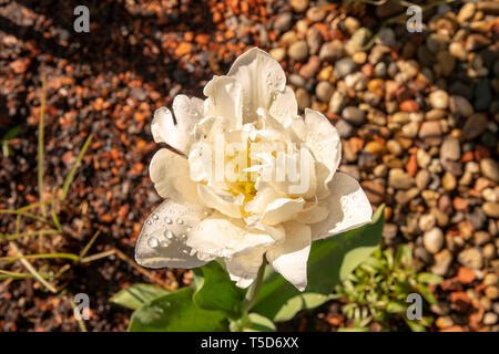 White Tulip mit Wassertropfen isoliert schön offen in der Blüte Stockfoto